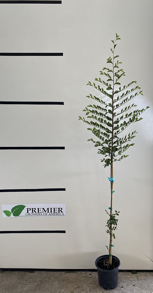 ulmus-parvifolia-chinese-elm-lacebark-elm