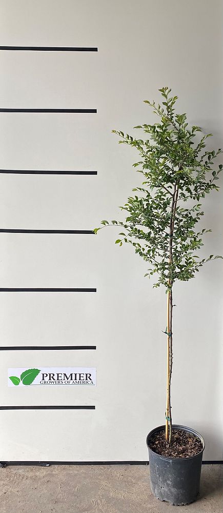 ulmus-parvifolia-chinese-elm-lacebark-elm