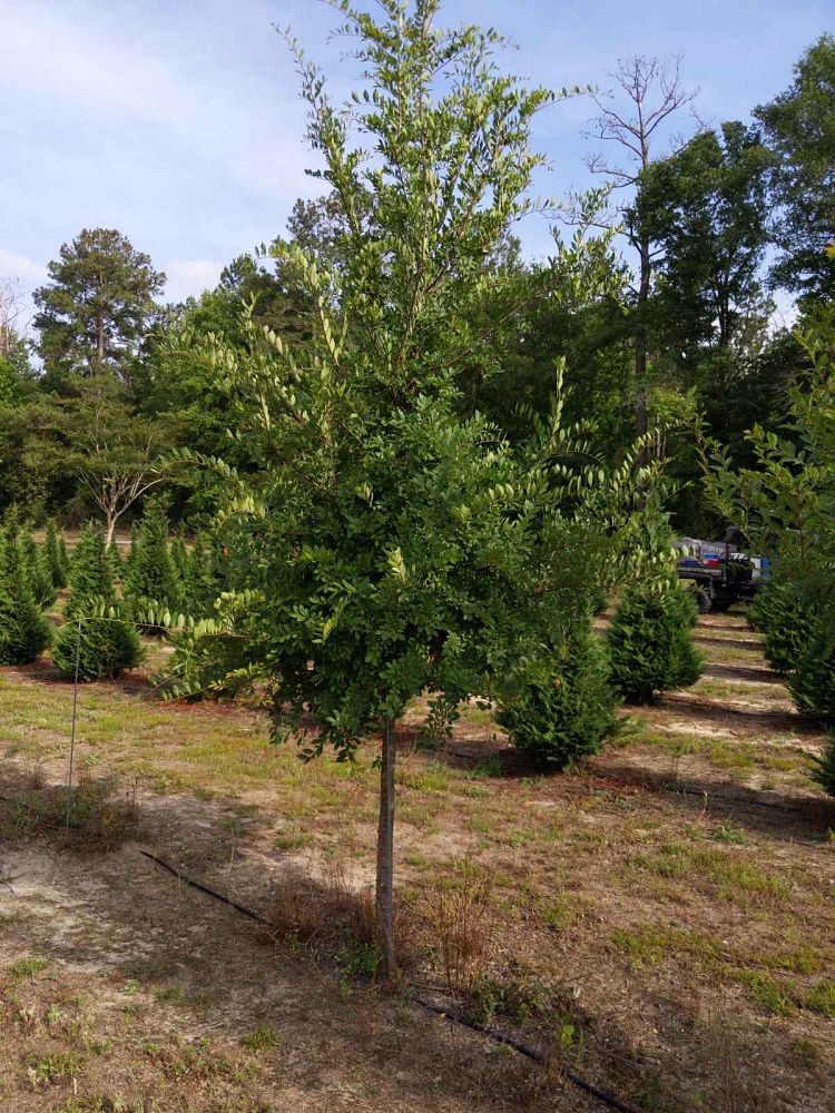 ulmus-parvifolia-chinese-elm-lacebark-elm