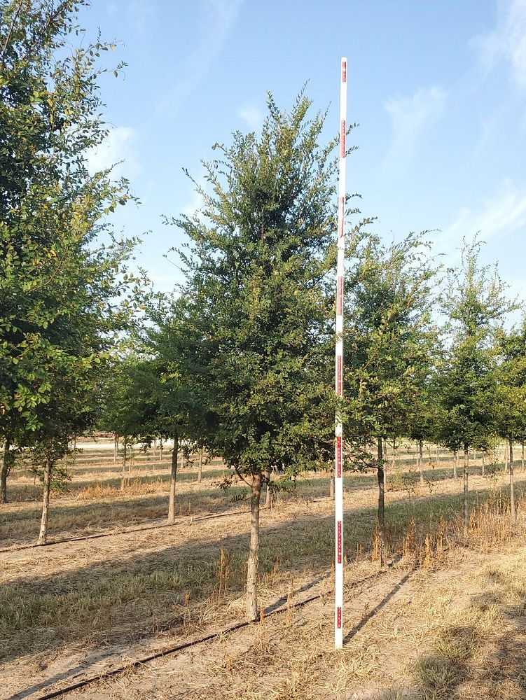 ulmus-parvifolia-chinese-elm-lacebark-elm