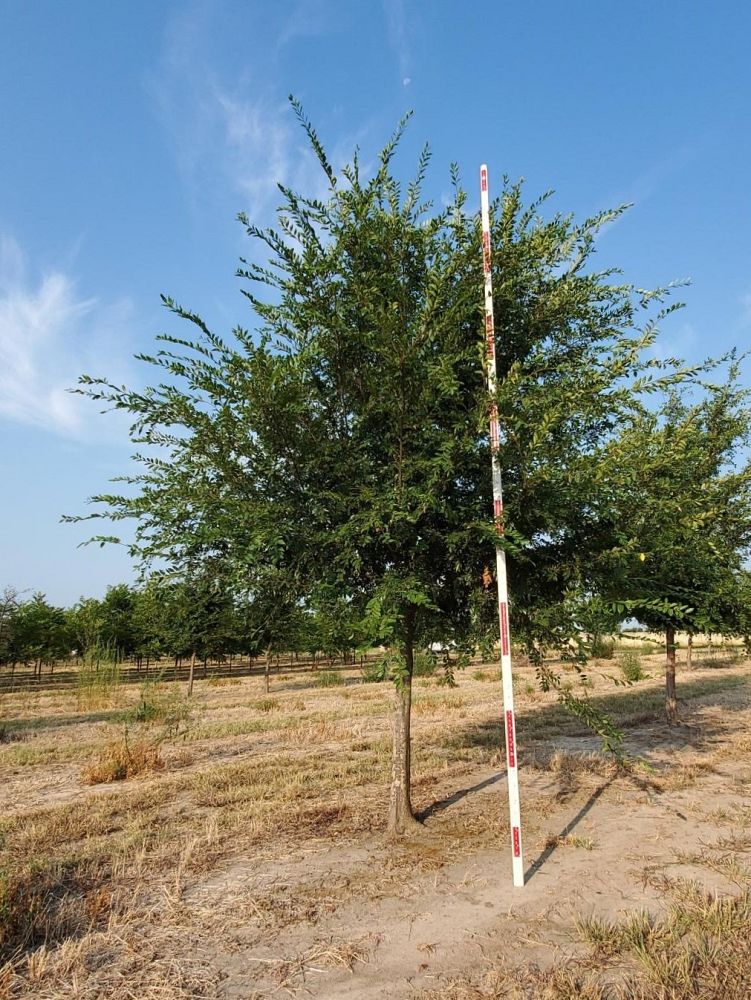 ulmus-parvifolia-chinese-elm-lacebark-elm