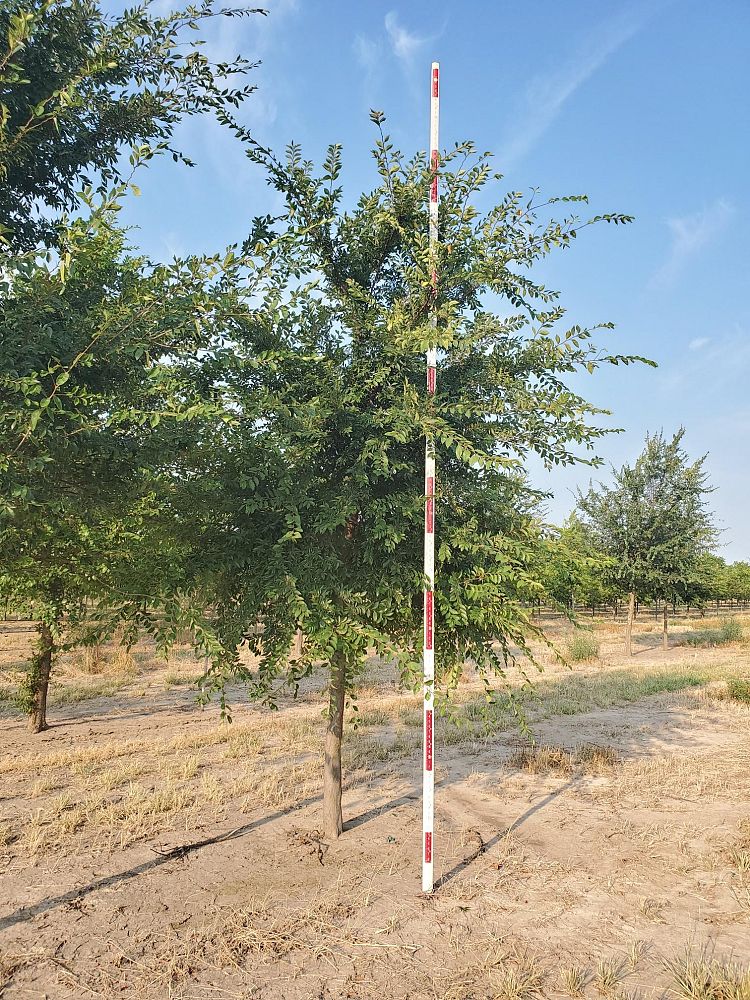 ulmus-parvifolia-chinese-elm-lacebark-elm