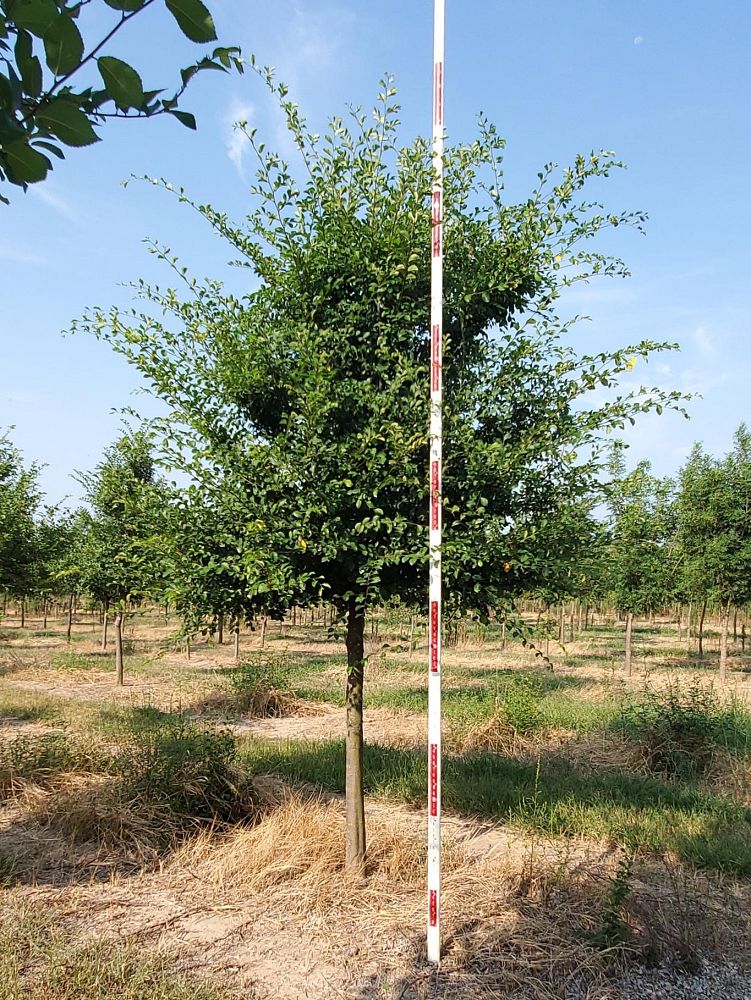 ulmus-parvifolia-chinese-elm-lacebark-elm