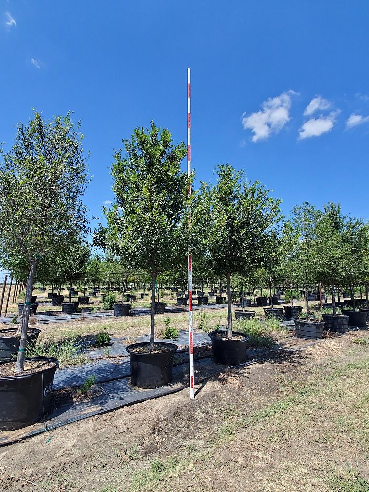 ulmus-parvifolia-chinese-elm-lacebark-elm