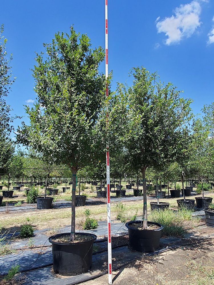 ulmus-parvifolia-chinese-elm-lacebark-elm