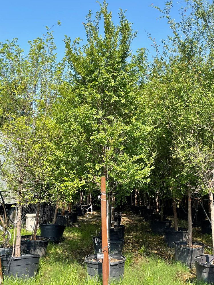 ulmus-parvifolia-chinese-elm-lacebark-elm