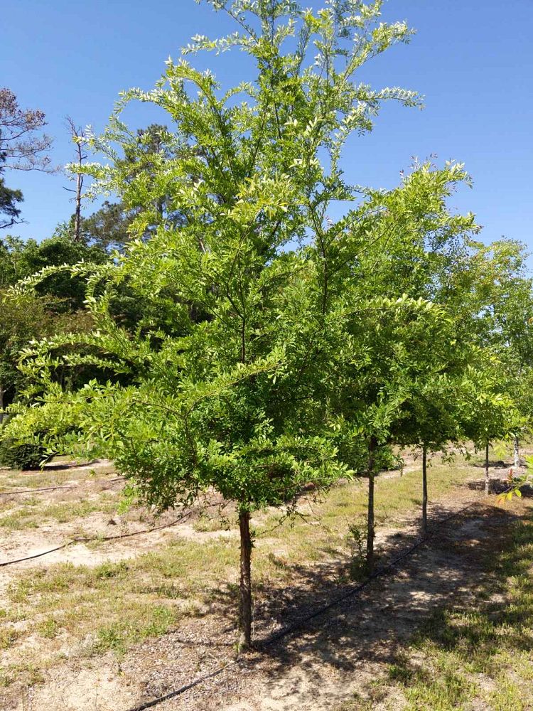 ulmus-parvifolia-chinese-elm-lacebark-elm