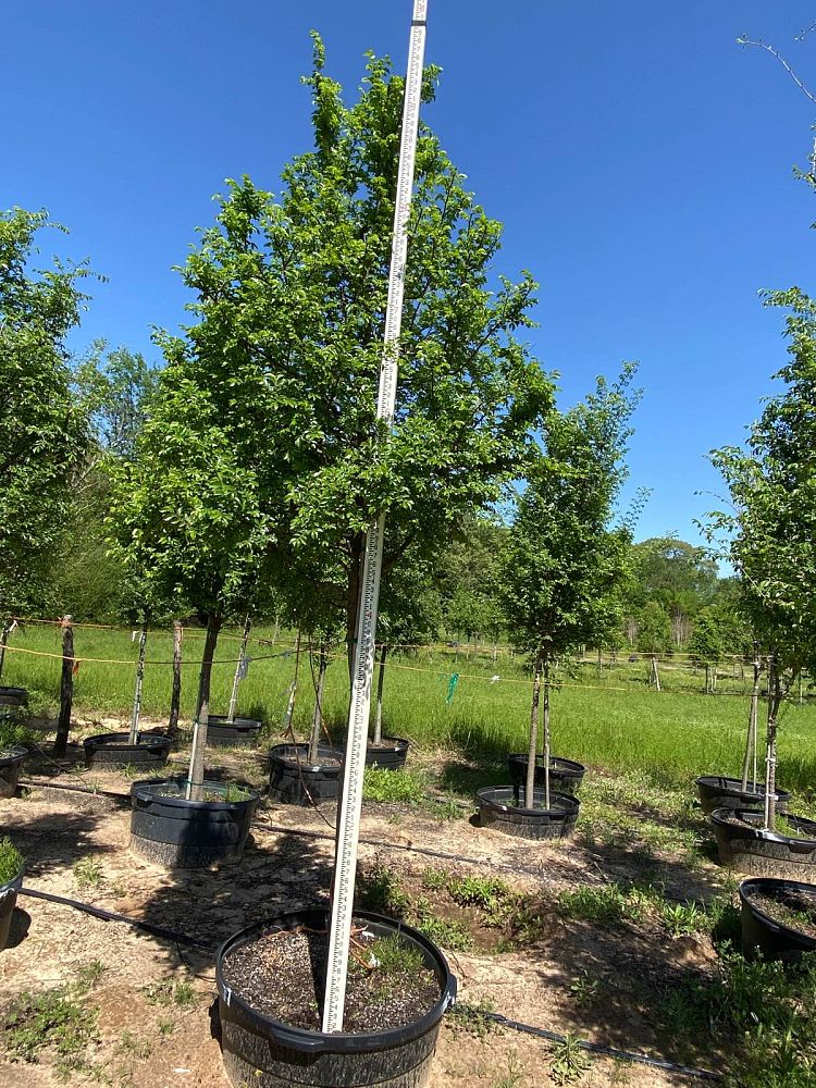 ulmus-parvifolia-chinese-elm-lacebark-elm