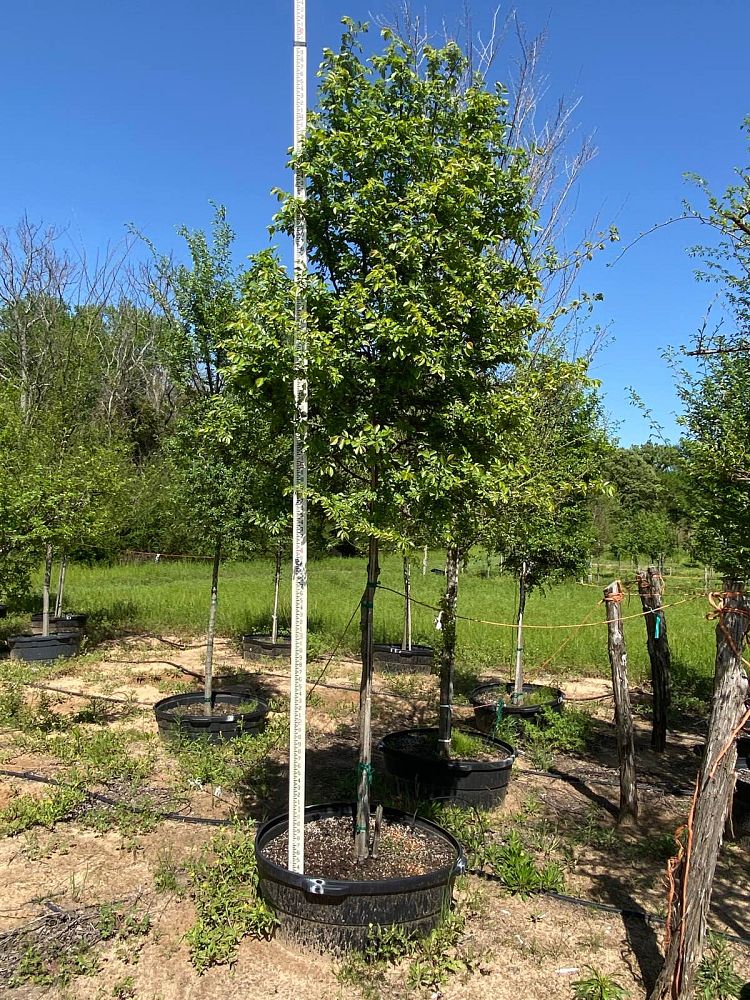 ulmus-parvifolia-chinese-elm-lacebark-elm