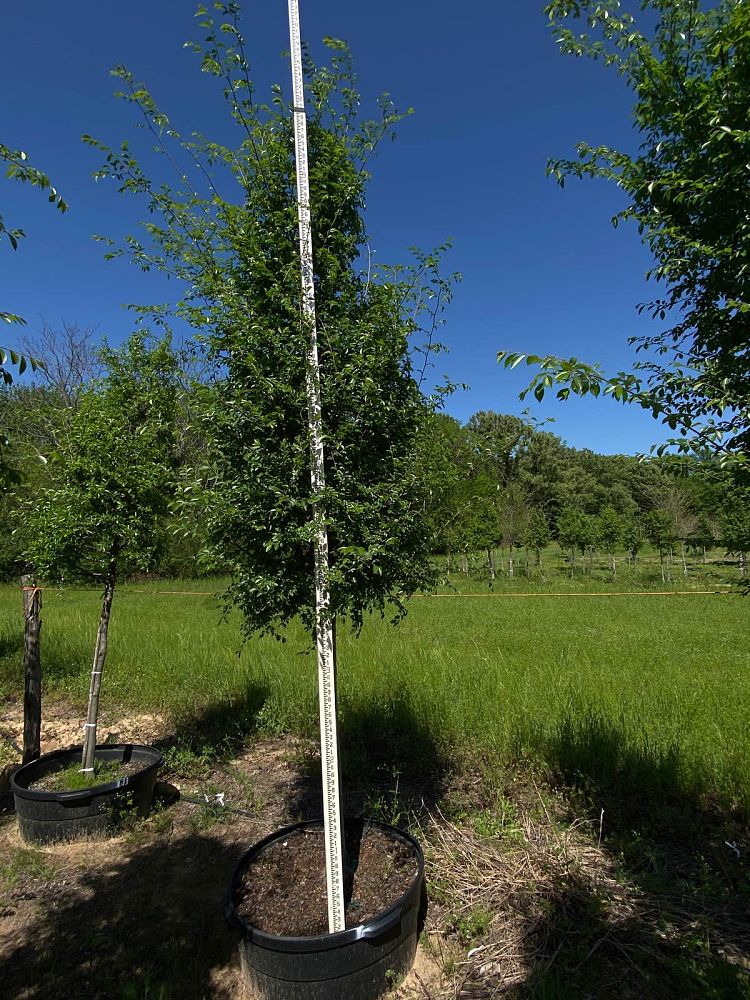 ulmus-parvifolia-chinese-elm-lacebark-elm