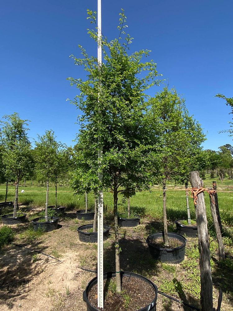 ulmus-parvifolia-chinese-elm-lacebark-elm