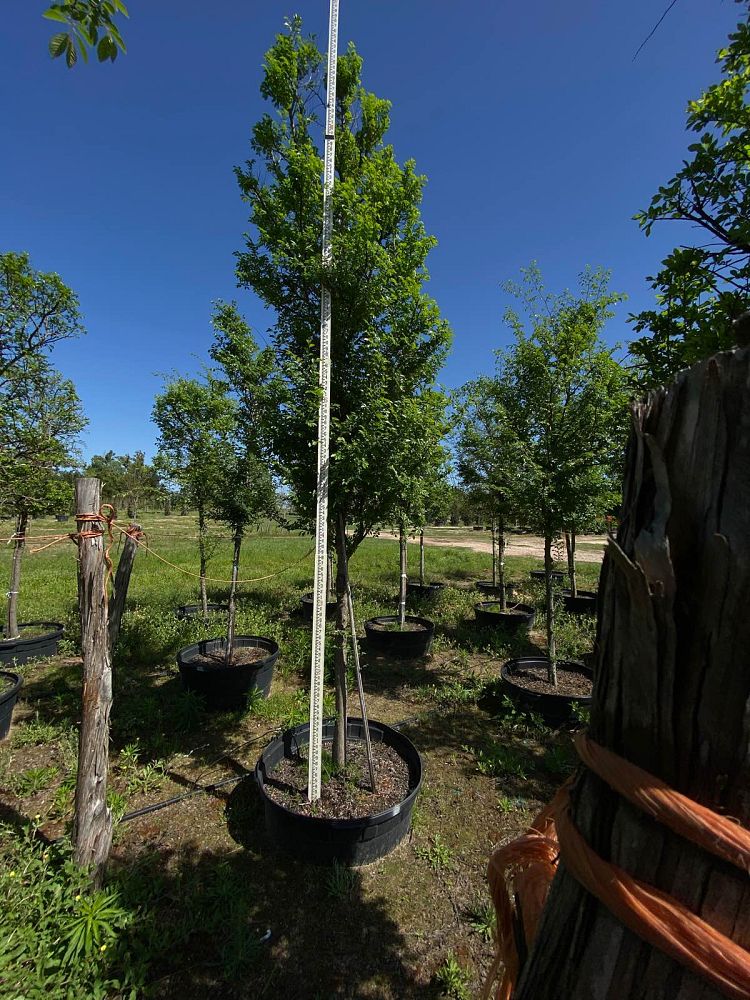 ulmus-parvifolia-chinese-elm-lacebark-elm