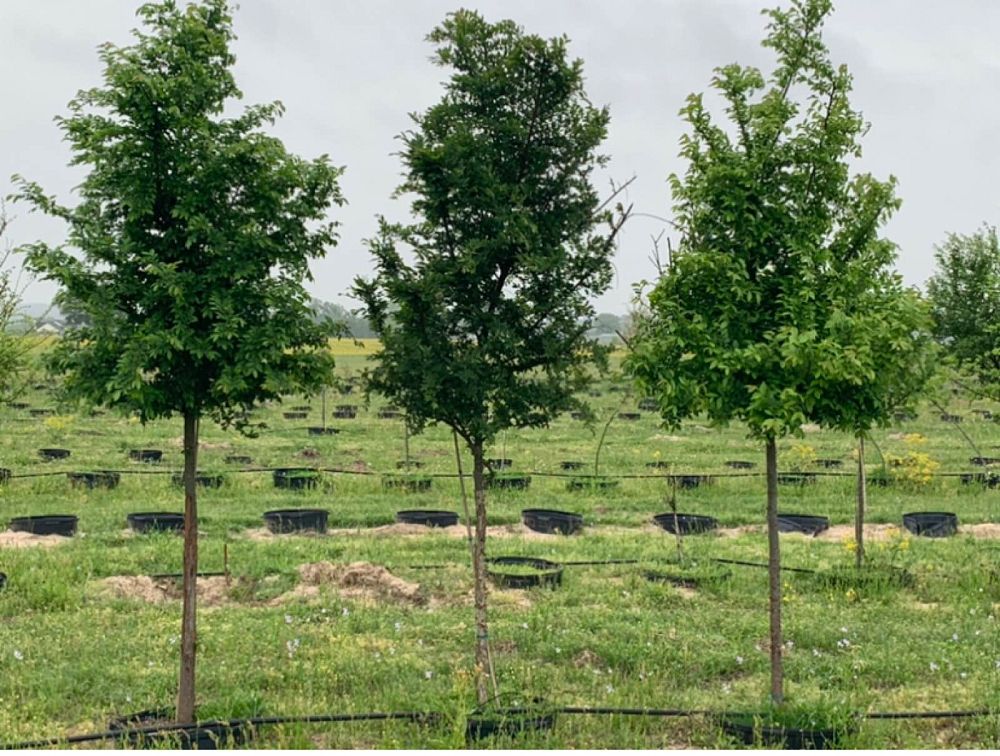 ulmus-parvifolia-chinese-elm-lacebark-elm