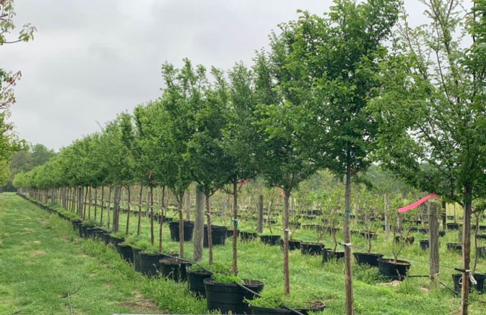 ulmus-parvifolia-chinese-elm-lacebark-elm