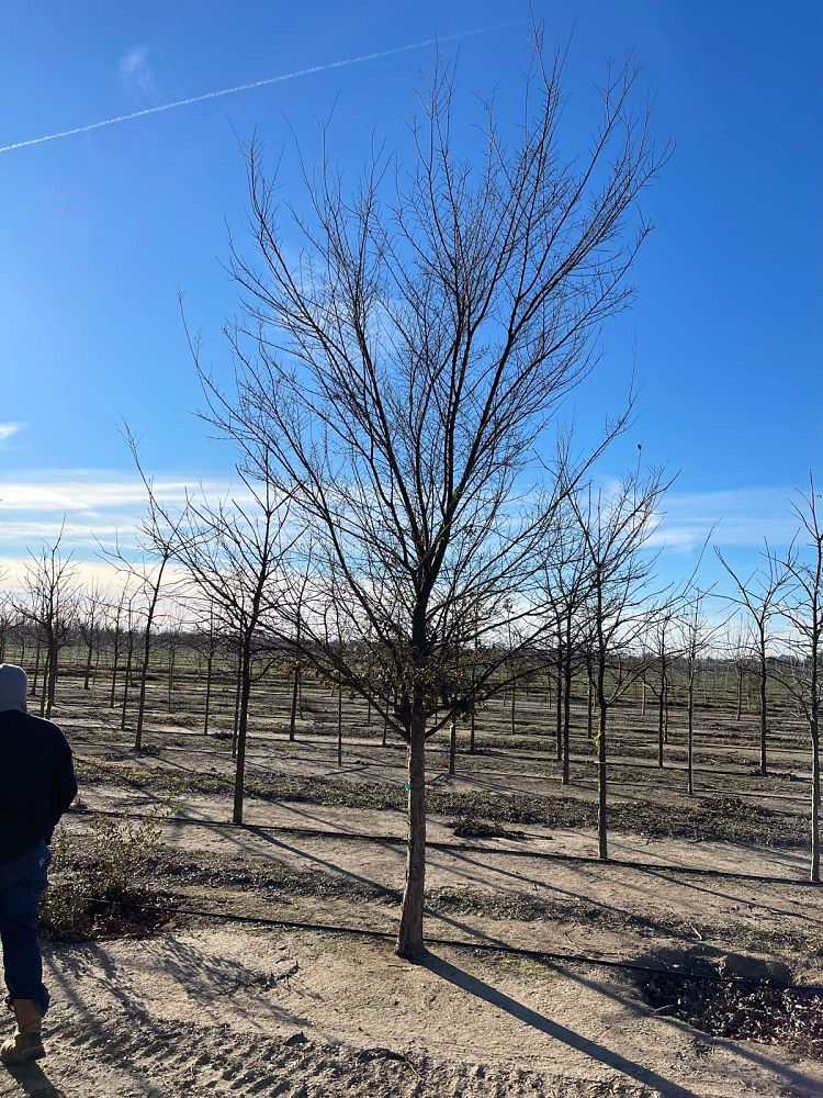 ulmus-parvifolia-chinese-elm-lacebark-elm