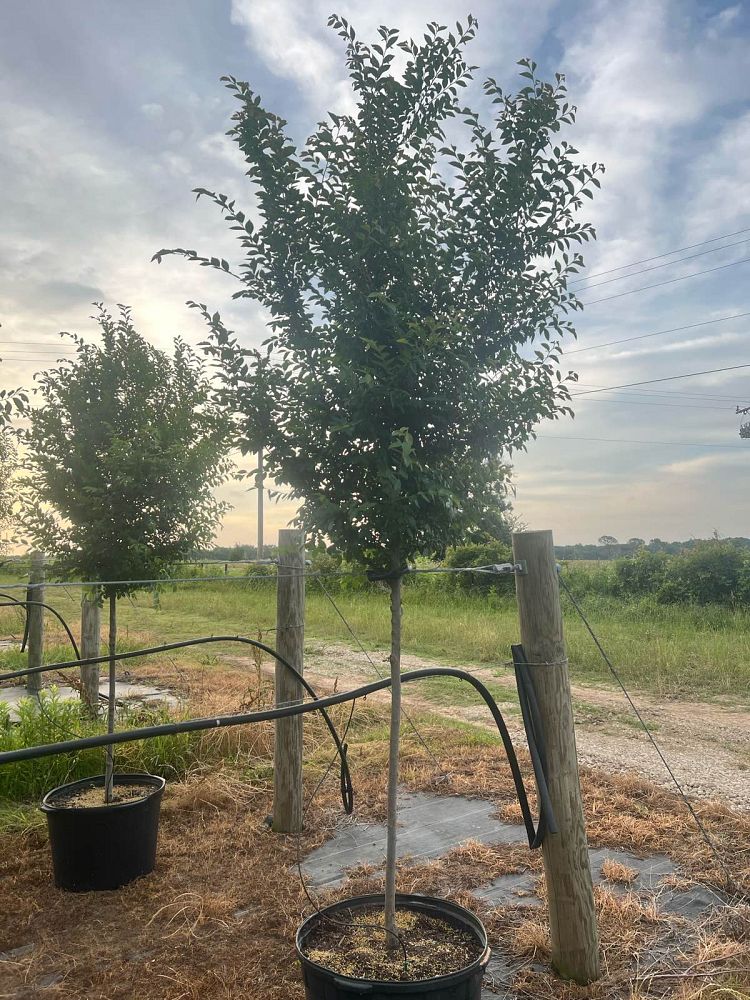 ulmus-parvifolia-chinese-elm-lacebark-elm
