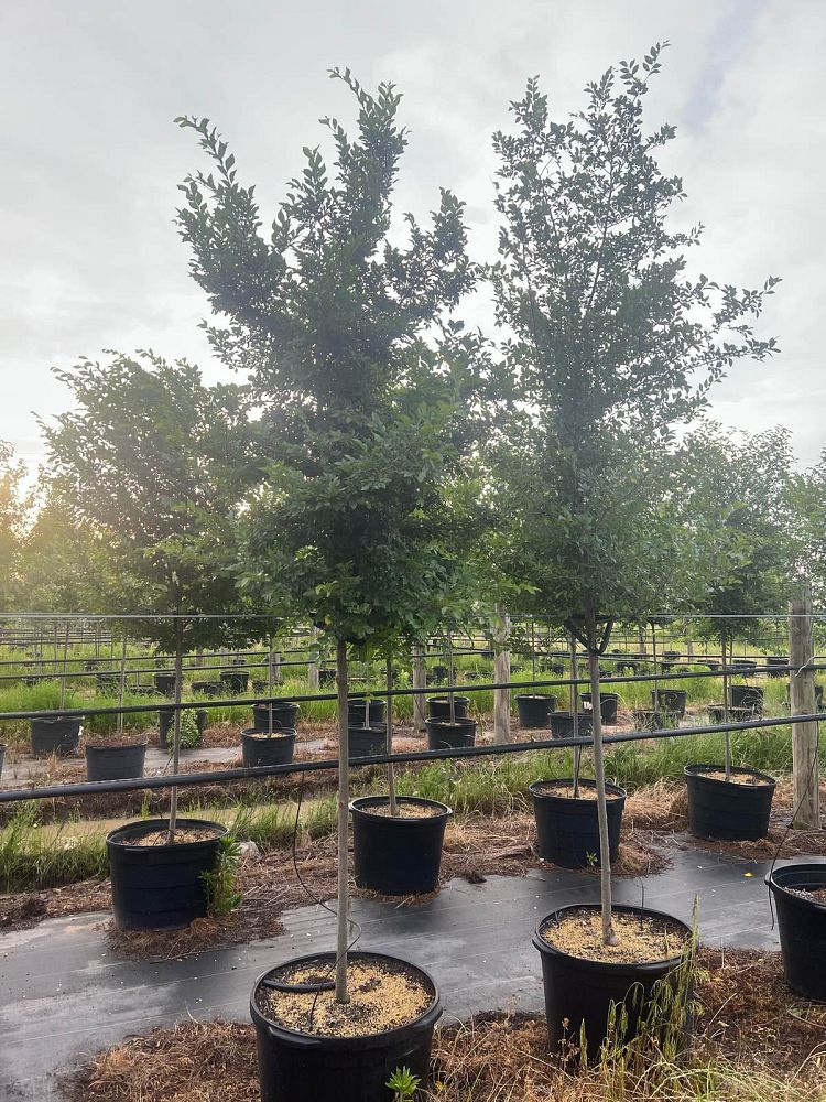 ulmus-parvifolia-chinese-elm-lacebark-elm