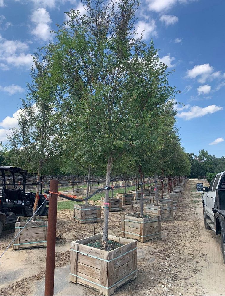 ulmus-parvifolia-chinese-elm-lacebark-elm