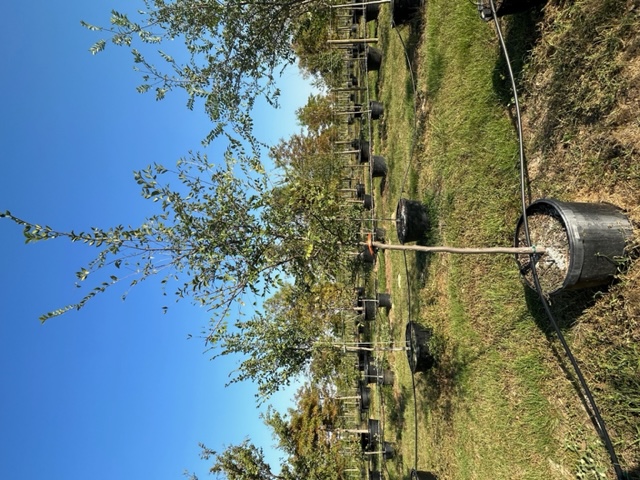 ulmus-parvifolia-chinese-elm-lacebark-elm