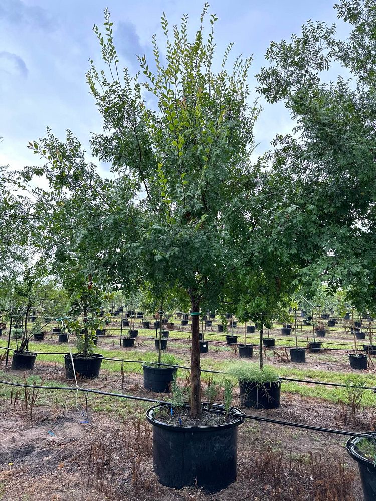 ulmus-parvifolia-chinese-elm-lacebark-elm