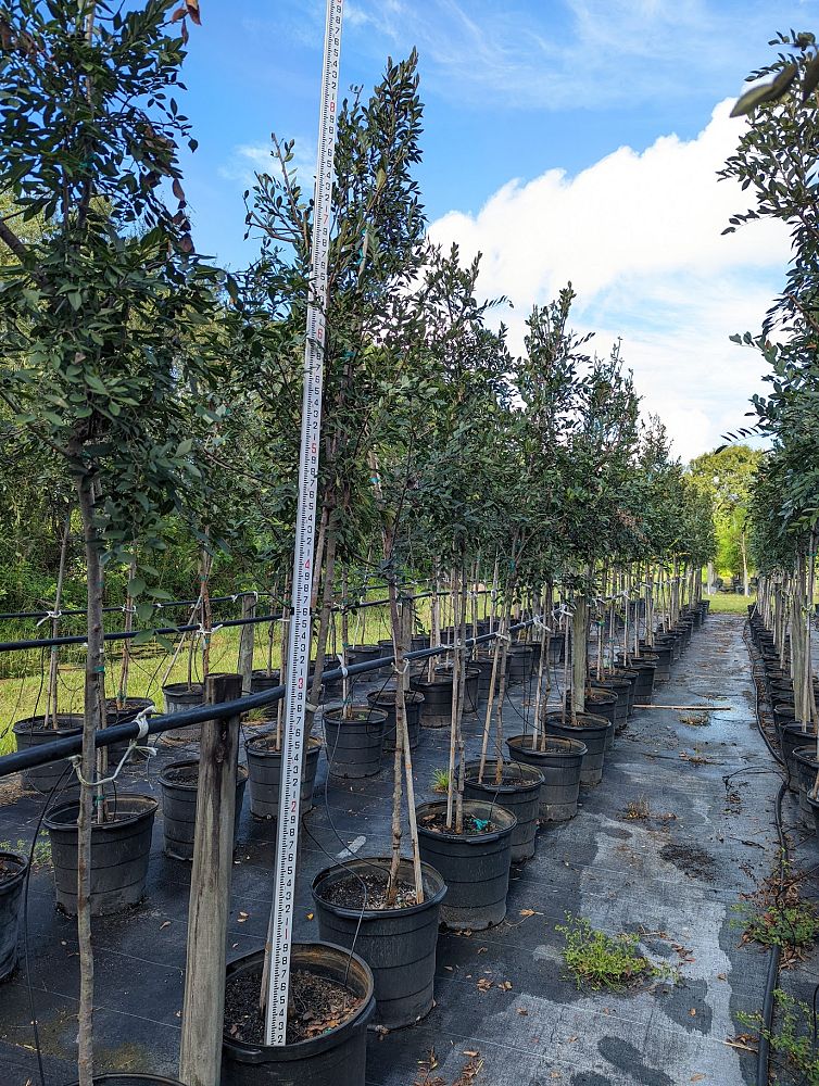 ulmus-parvifolia-chinese-elm-lacebark-elm