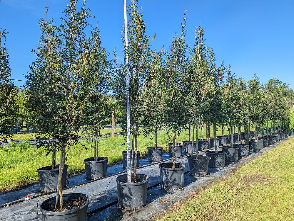 ulmus-parvifolia-chinese-elm-lacebark-elm