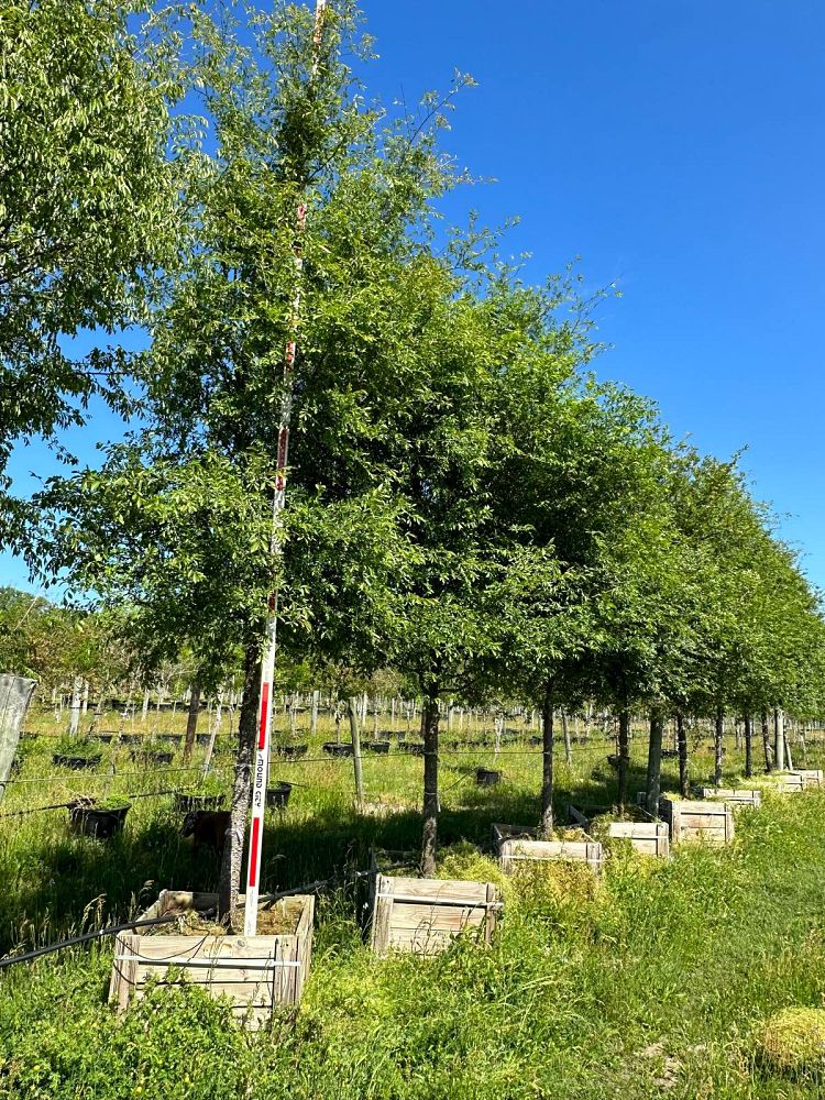 ulmus-parvifolia-chinese-elm-lacebark-elm
