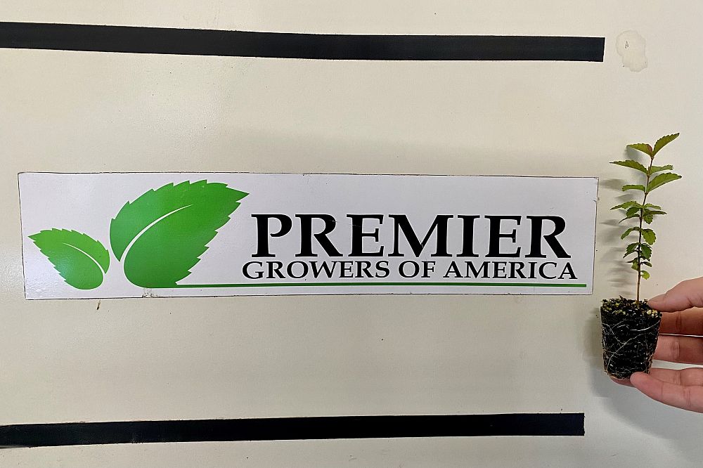 ulmus-parvifolia-chinese-elm-lacebark-elm