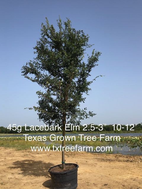 ulmus-parvifolia-chinese-elm-lacebark-elm