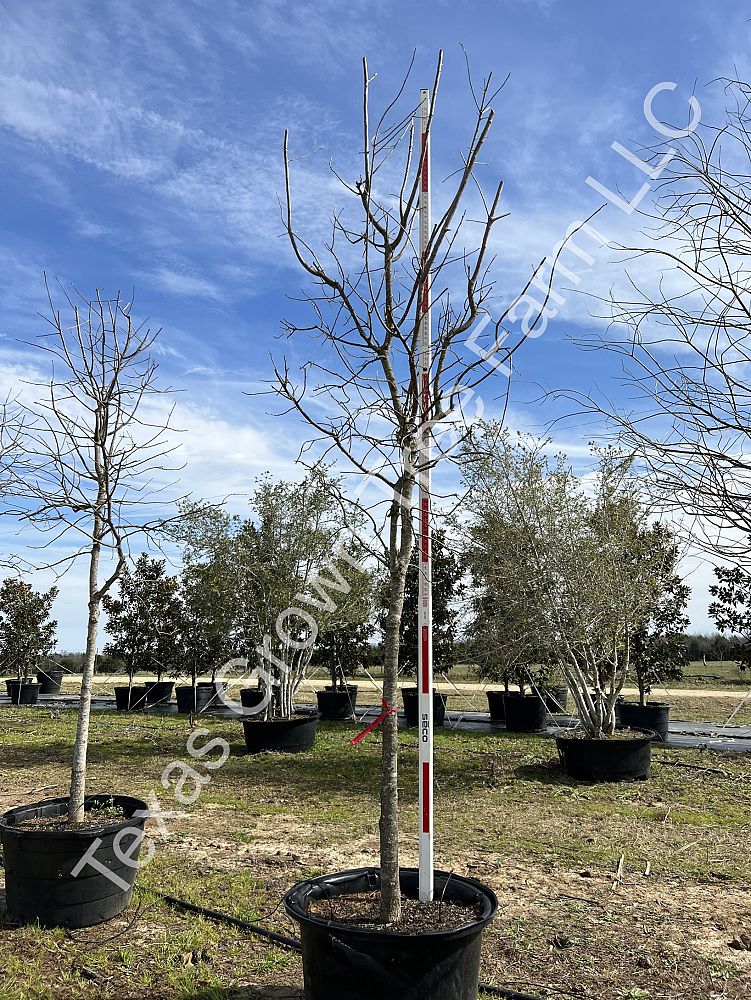 ulmus-parvifolia-chinese-elm-lacebark-elm
