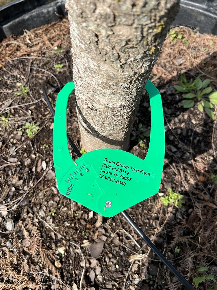 ulmus-parvifolia-chinese-elm-lacebark-elm