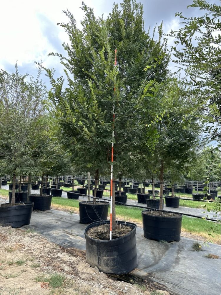 ulmus-parvifolia-chinese-elm-lacebark-elm