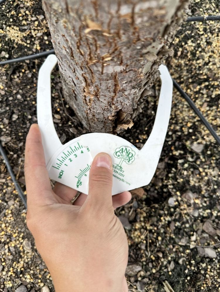 ulmus-parvifolia-chinese-elm-lacebark-elm