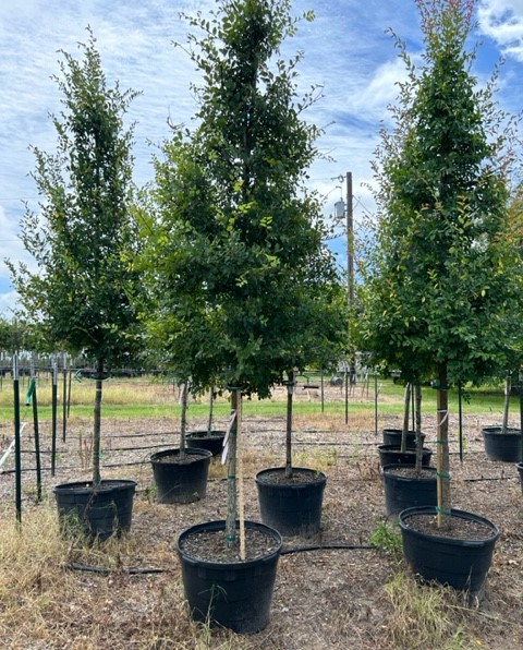 ulmus-parvifolia-chinese-elm-lacebark-elm