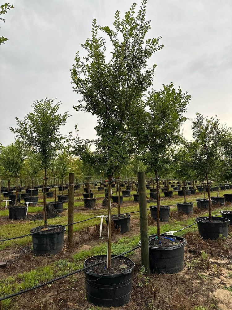 ulmus-parvifolia-chinese-elm-lacebark-elm