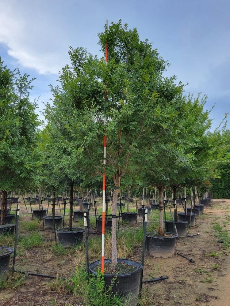 ulmus-parvifolia-chinese-elm-lacebark-elm