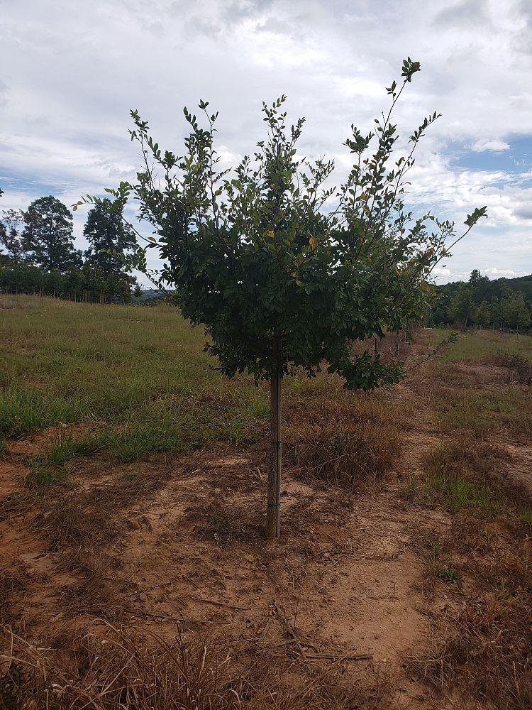 ulmus-parvifolia-chinese-elm-lacebark-elm