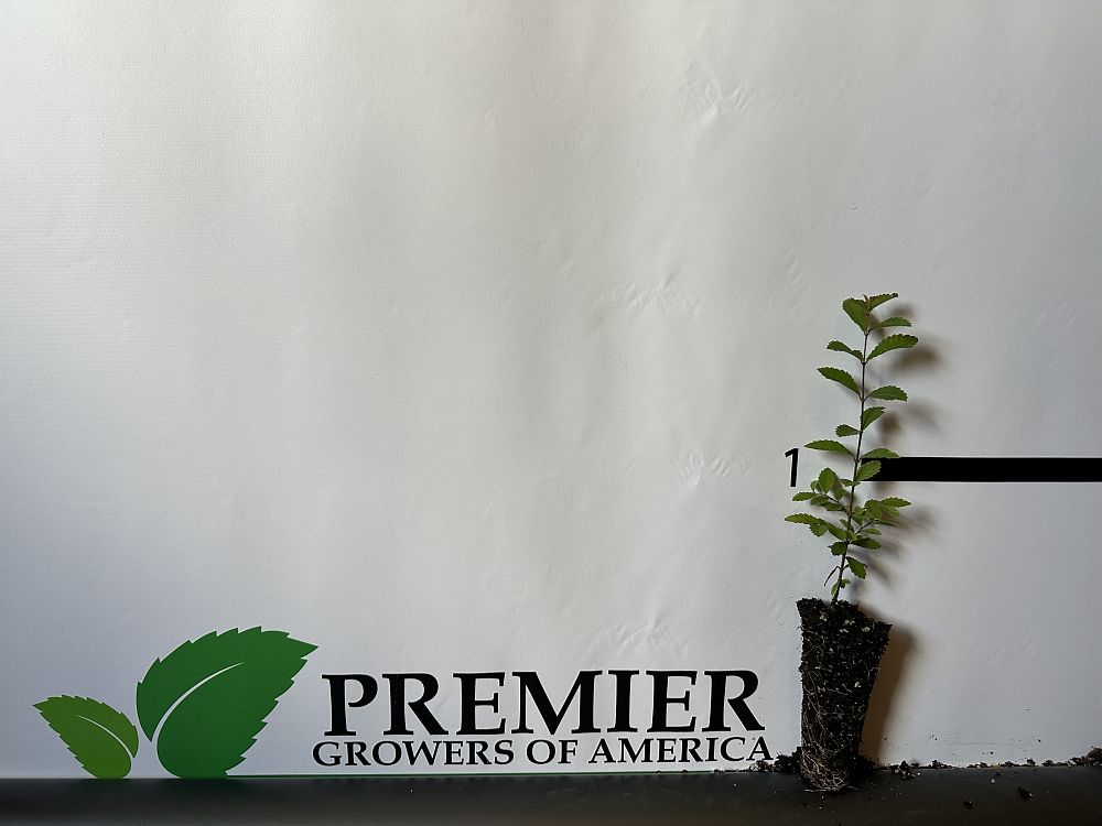 ulmus-parvifolia-chinese-elm-lacebark-elm