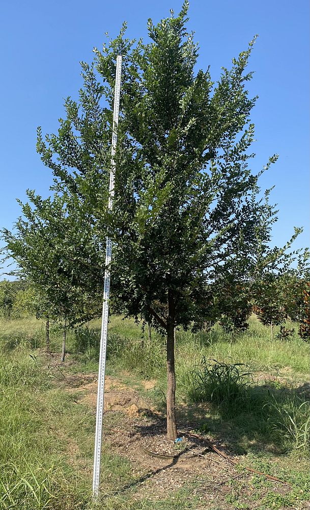 ulmus-parvifolia-chinese-elm-lacebark-elm