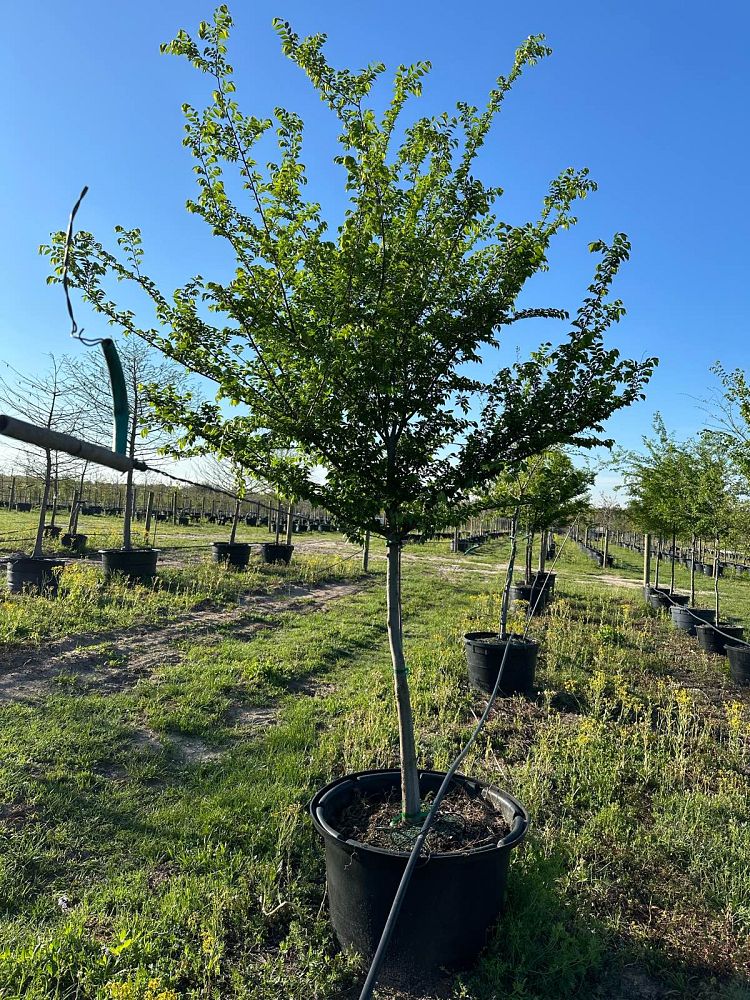 ulmus-parvifolia-chinese-elm-lacebark-elm
