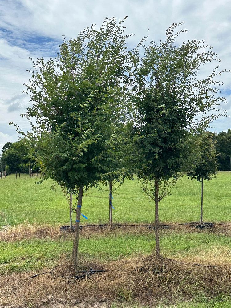 ulmus-parvifolia-chinese-elm-lacebark-elm