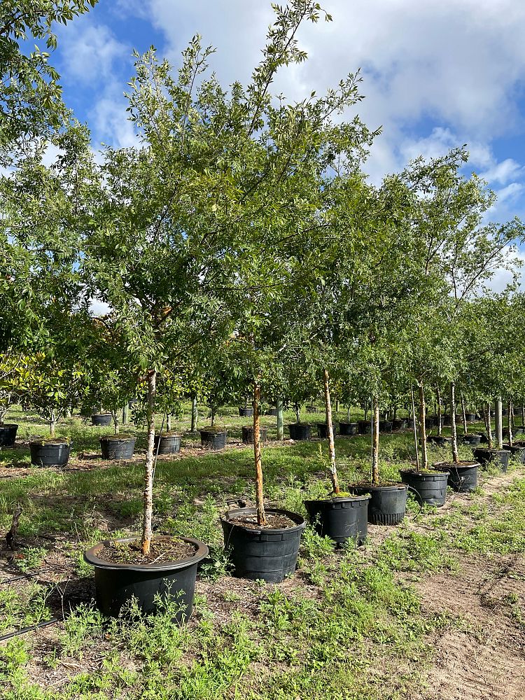 ulmus-parvifolia-chinese-elm-lacebark-elm