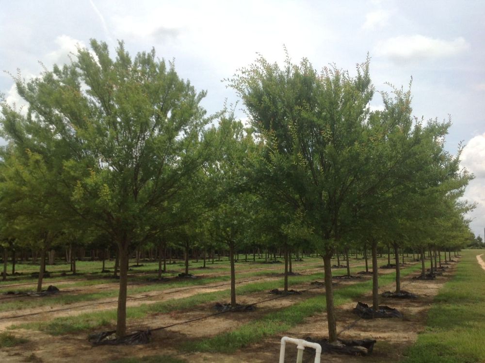 ulmus-parvifolia-drake-chinese-elm-drake-lacebark-elm