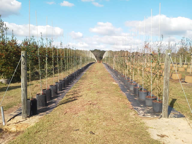 ulmus-parvifolia-drake-chinese-elm-drake-lacebark-elm