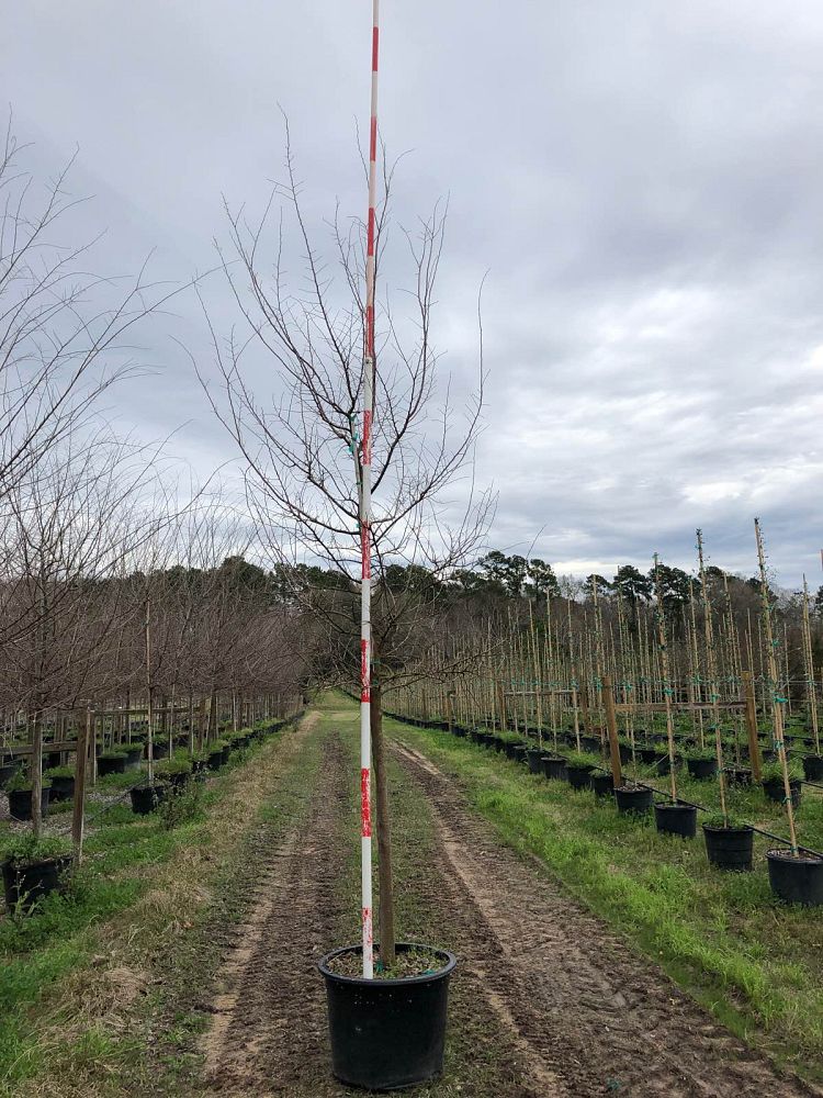 ulmus-parvifolia-drake-chinese-elm-drake-lacebark-elm
