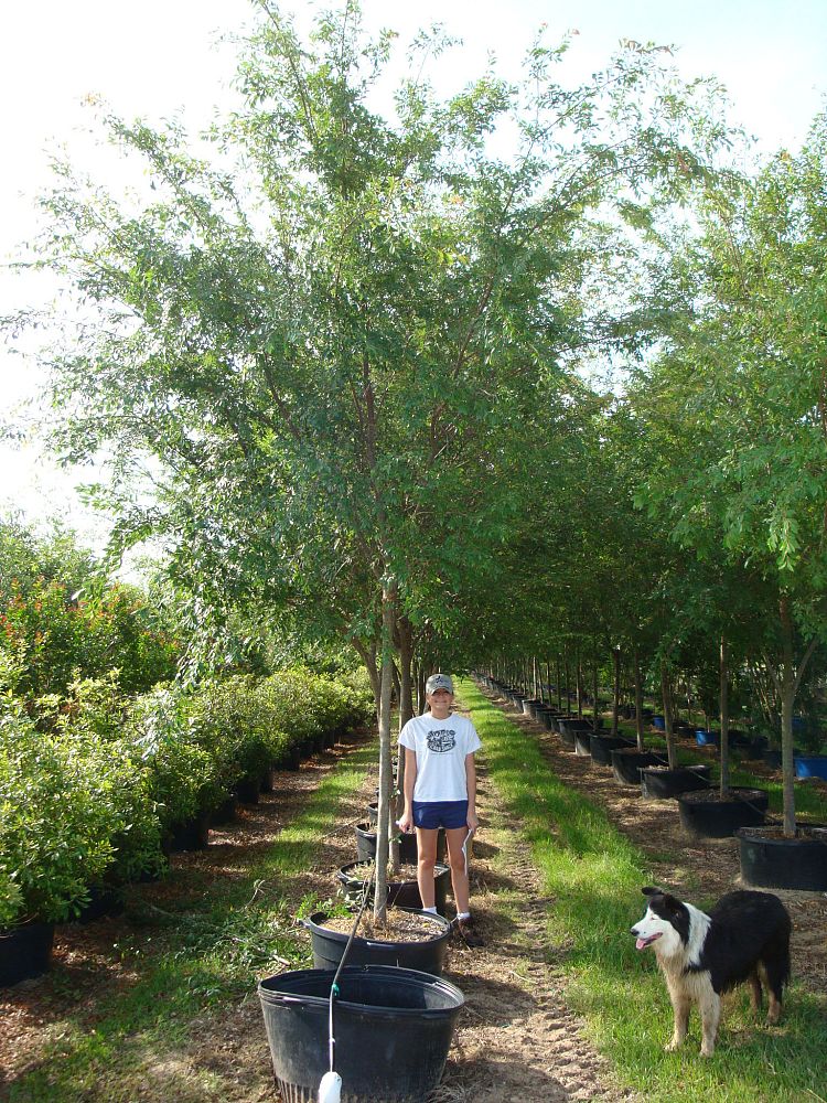 ulmus-parvifolia-drake-chinese-elm-drake-lacebark-elm