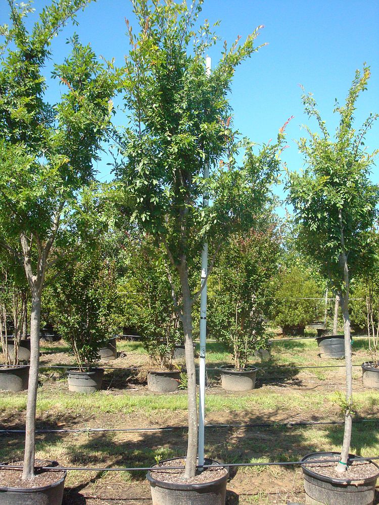 ulmus-parvifolia-drake-chinese-elm-drake-lacebark-elm