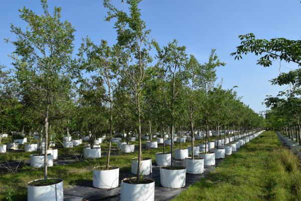 ulmus-parvifolia-drake-chinese-elm-drake-lacebark-elm
