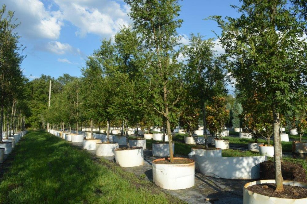 ulmus-parvifolia-drake-chinese-elm-drake-lacebark-elm