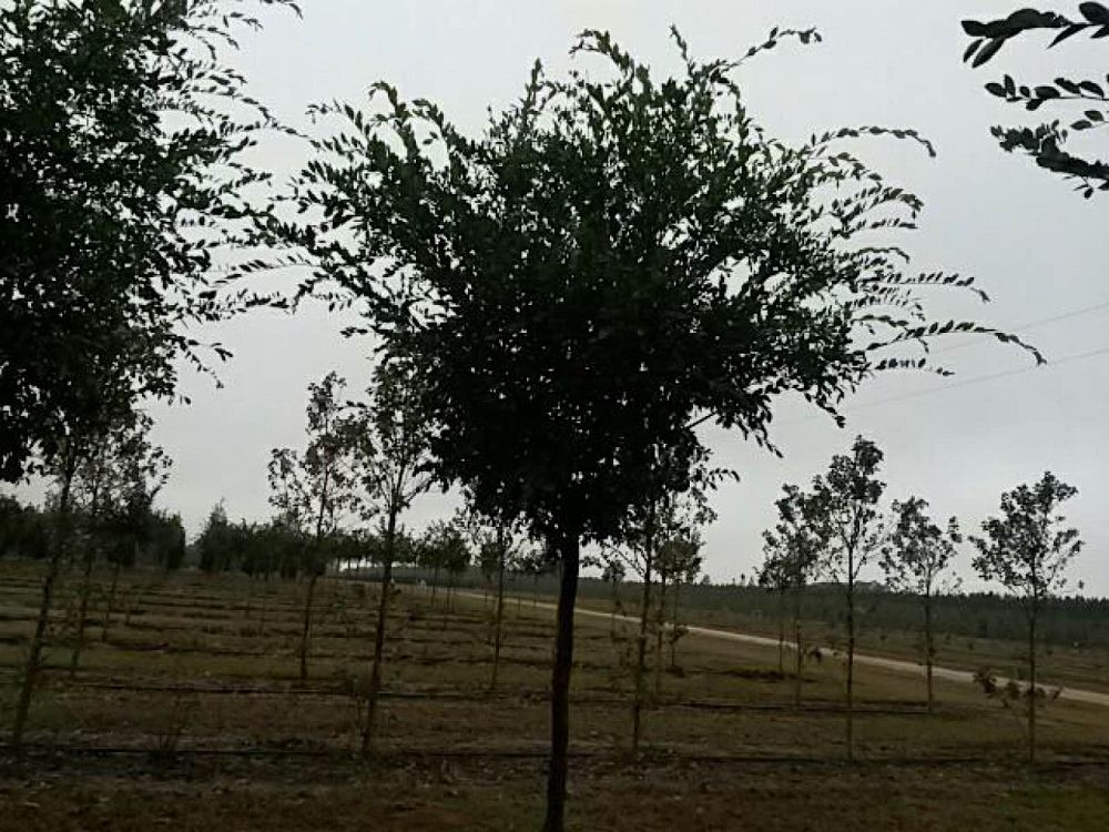 ulmus-parvifolia-drake-chinese-elm-drake-lacebark-elm